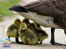 รูปภาพสัตว์โลกแสนน่ารัก