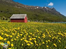 Field of Flower . . . ทุ่งดอกไม้อันงดงาม