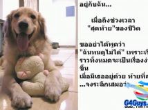 ความรู้สึกของสัตว์เลี้ยง ....